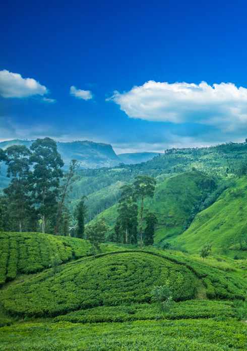 Sri lanka