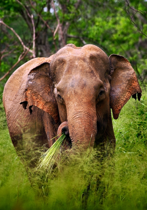 Sri lanka